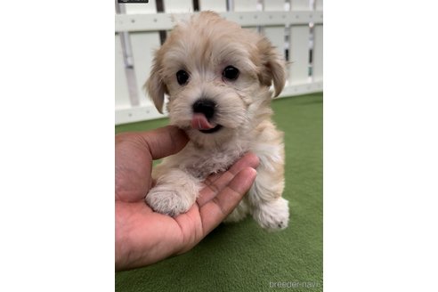 成約済の福岡県のマルキー:マルチーズ×ヨークシャーテリア-314450の10枚目