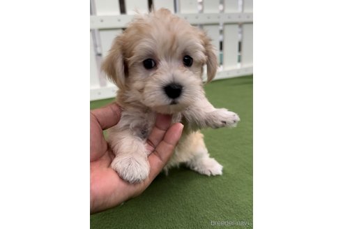 成約済の福岡県のマルキー:マルチーズ×ヨークシャーテリア-314450の11枚目