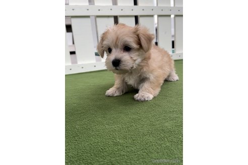 成約済の福岡県のマルキー:マルチーズ×ヨークシャーテリア-314450の9枚目