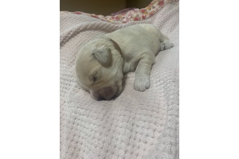 成約済の愛知県のゴールデンレトリーバー-316209の4枚目