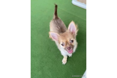 成約済の福岡県のチワワ(ロングコート)-300086の2枚目