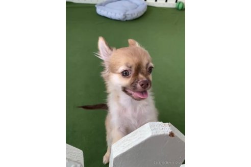 成約済の福岡県のチワワ(ロングコート)-300086の4枚目