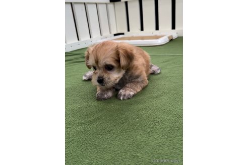 成約済の福岡県のマルキー:マルチーズ×ヨークシャーテリア-314448の7枚目
