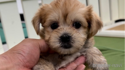 成約済の福岡県のマルキー:マルチーズ×ヨークシャーテリア-314448の6枚目