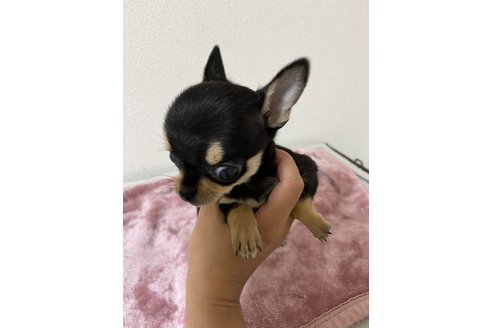 成約済の熊本県のチワワ(スムースコート)-311988の2枚目