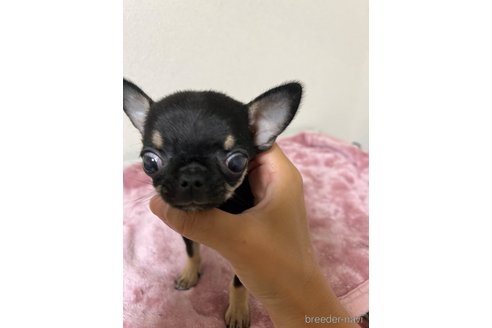 成約済の熊本県のチワワ(スムースコート)-316220