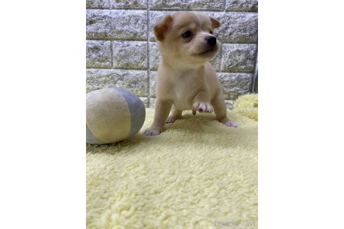 成約済の茨城県のミックス犬-313796の5枚目