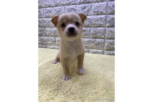 成約済の茨城県のミックス犬-313796の4枚目