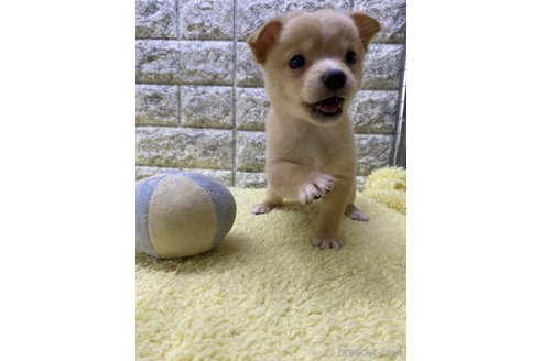 成約済の茨城県のミックス犬-313796