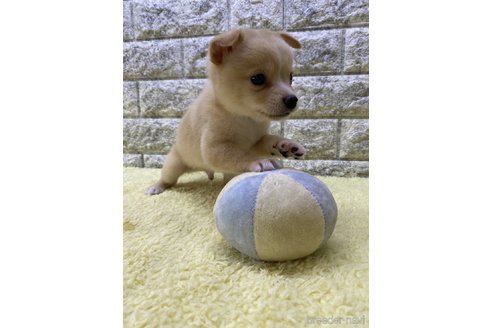 成約済の茨城県のミックス犬-313796の2枚目