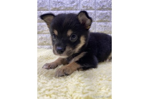 成約済の茨城県のミックス犬-313800の5枚目