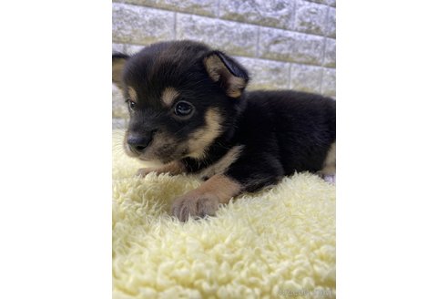 成約済の茨城県のミックス犬-313800の4枚目