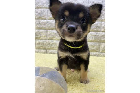 成約済の茨城県のミックス犬-313800の3枚目