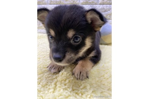 成約済の茨城県のミックス犬-313800の2枚目