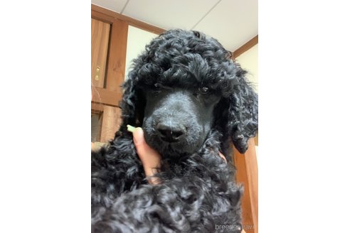 成約済の神奈川県のスタンダードプードル-308553の3枚目