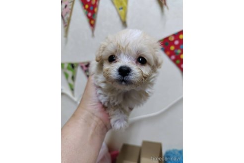 成約済の青森県のチワプー:チワワ×トイプードル-316248の2枚目