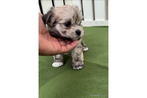 成約済の福岡県のチワマル:チワワ×マルチーズ-314454の12枚目