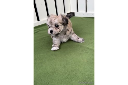 成約済の福岡県のチワマル:チワワ×マルチーズ-314454の10枚目