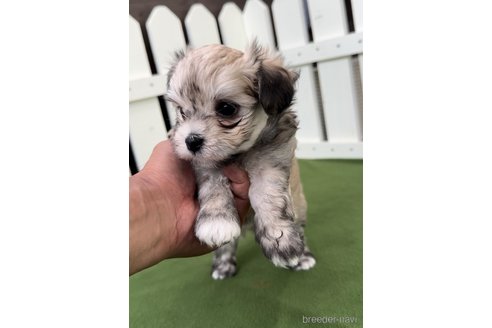 成約済の福岡県のチワマル:チワワ×マルチーズ-314454の11枚目