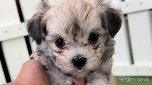 成約済の福岡県のチワマル:チワワ×マルチーズ-314454の9枚目