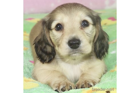 成約済の兵庫県のミニチュアダックスフンド(ロングヘアード)-316270の2枚目