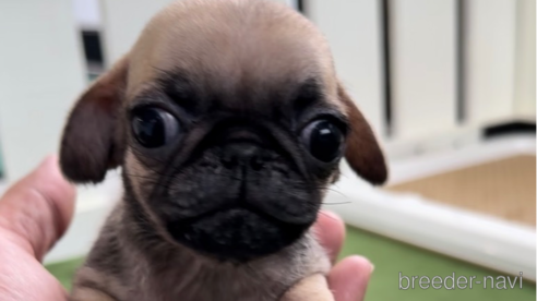 成約済の福岡県のパグ-311238の1枚目