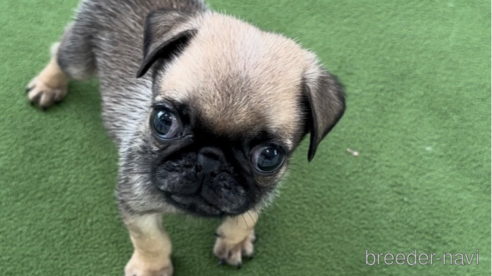 成約済の福岡県のパグ-311241の6枚目