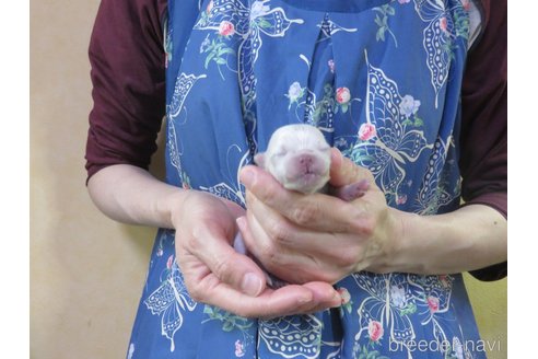 成約済の愛知県のポメラニアン-316273の5枚目