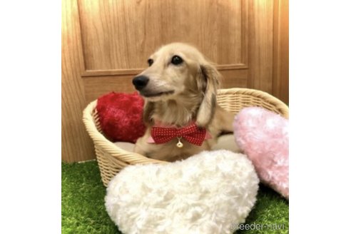 ブンブンちゃん1枚目