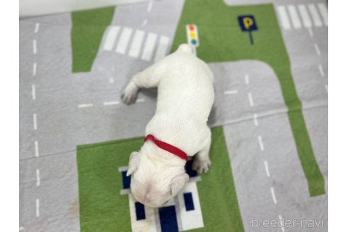 成約済の愛知県のフレンチブルドッグ-316288の3枚目