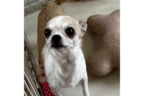 ゴマちゃん1枚目