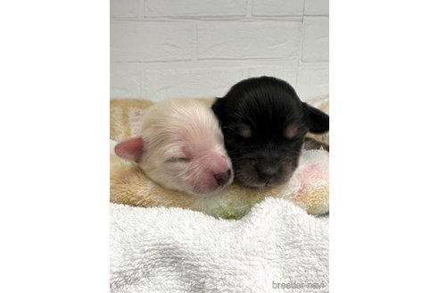 成約済の愛知県のチワックス:チワワ×ミニチュアダックスフンド-316290の24枚目