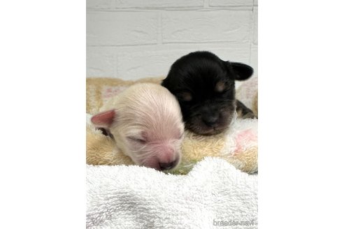成約済の愛知県のチワックス:チワワ×ミニチュアダックスフンド-316290の25枚目
