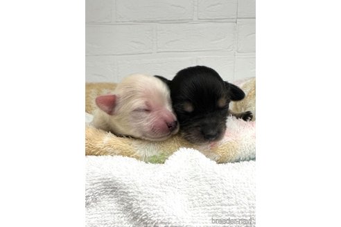 成約済の愛知県のチワックス:チワワ×ミニチュアダックスフンド-316290の23枚目