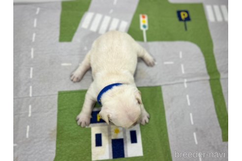 成約済の愛知県のフレンチブルドッグ-316289の3枚目