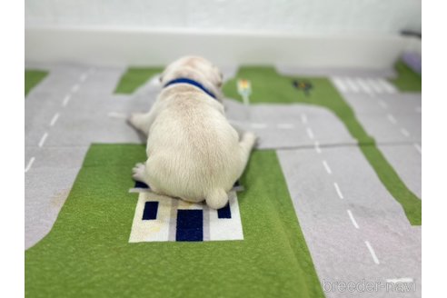 成約済の愛知県のフレンチブルドッグ-316289の4枚目