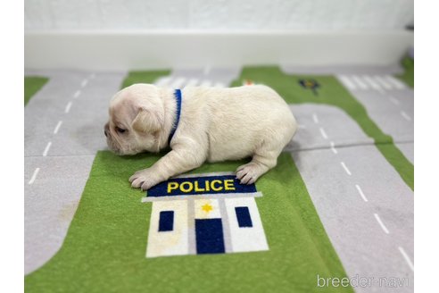 成約済の愛知県のフレンチブルドッグ-316289の5枚目