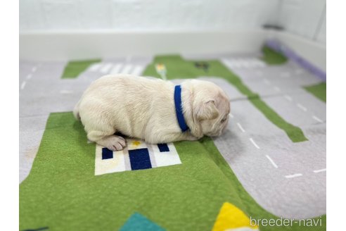 成約済の愛知県のフレンチブルドッグ-316289の6枚目