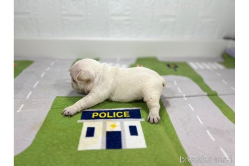 成約済の愛知県のフレンチブルドッグ-316291の2枚目
