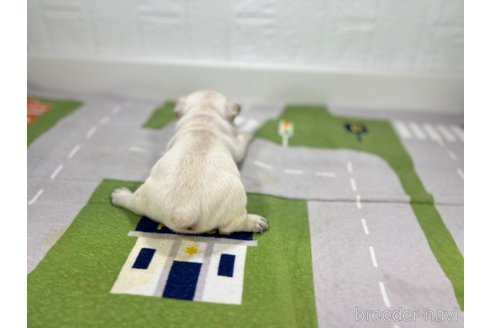 成約済の愛知県のフレンチブルドッグ-316291の4枚目