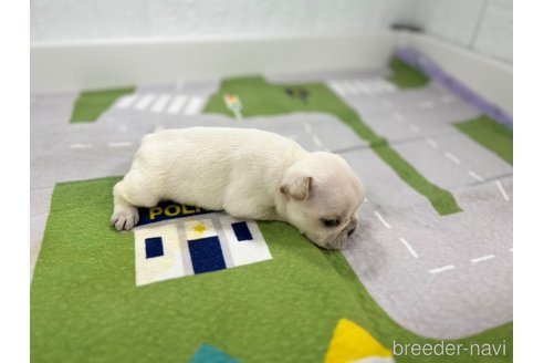 成約済の愛知県のフレンチブルドッグ-316291の5枚目
