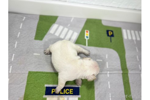 成約済の愛知県のフレンチブルドッグ-316291の6枚目
