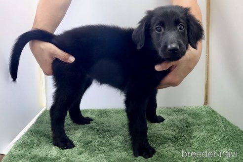 成約済の群馬県のフラットコーテッドレトリーバー-309493の3枚目