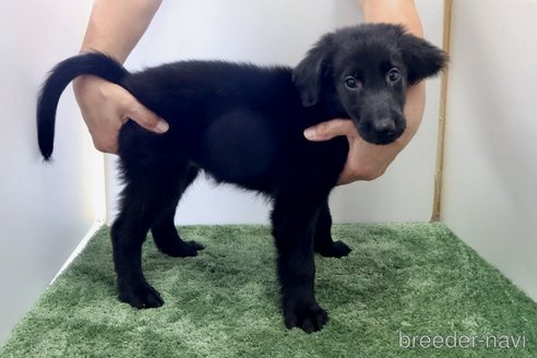 成約済の群馬県のフラットコーテッドレトリーバー-309493の4枚目