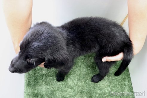 成約済の群馬県のフラットコーテッドレトリーバー-309493の2枚目