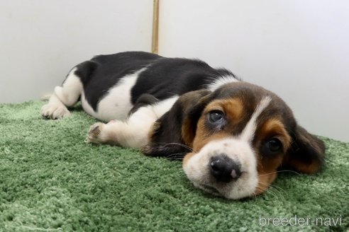 成約済の群馬県のバセットハウンド-312500の4枚目