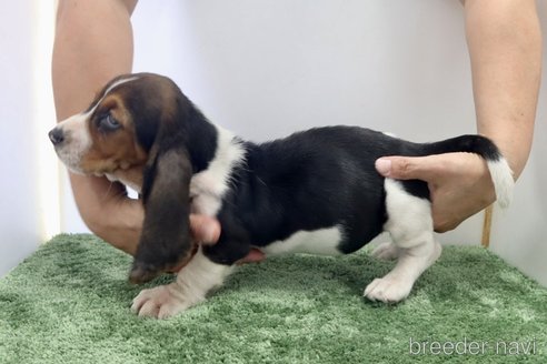 成約済の群馬県のバセットハウンド-312500の6枚目