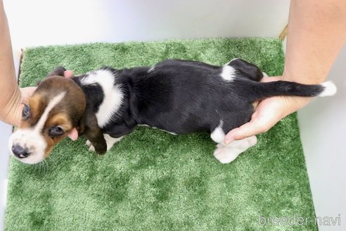成約済の群馬県のバセットハウンド-312500の7枚目