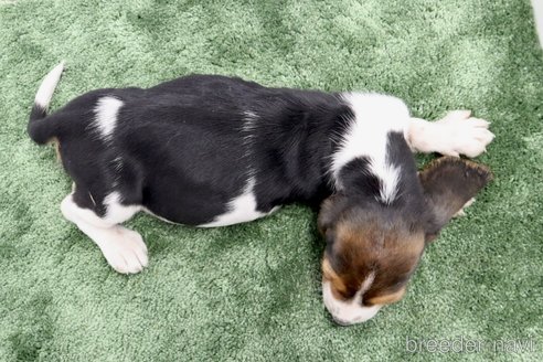 成約済の群馬県のバセットハウンド-312500の3枚目