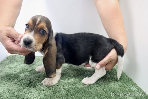 成約済の群馬県のバセットハウンド-312499の6枚目